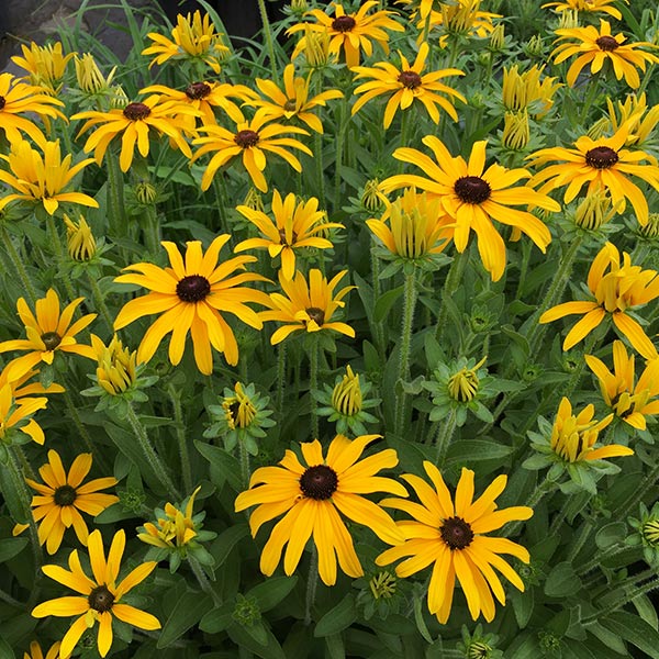 Glitters Like Gold Black Eyed Susan image