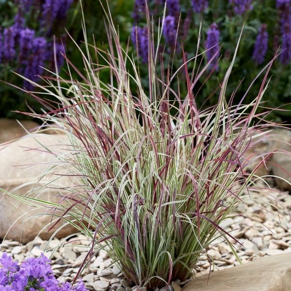 Chameleon Little Bluestem image
