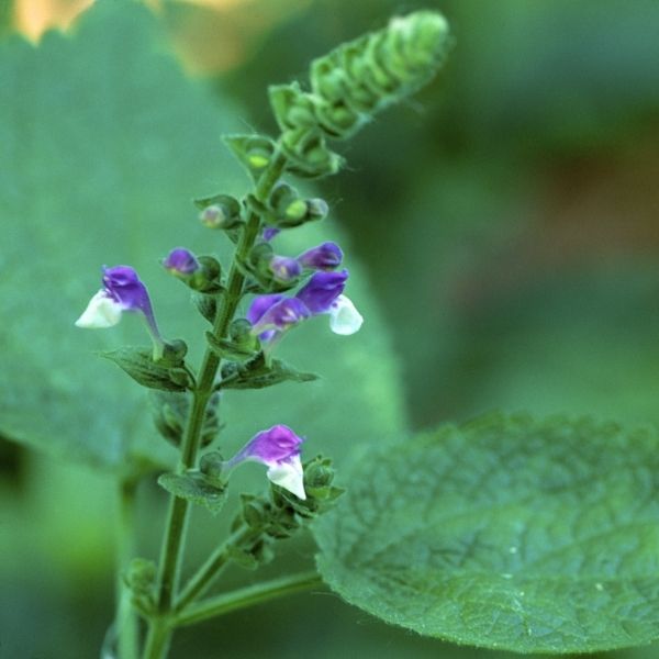 Heart-Leaved Skullcap image