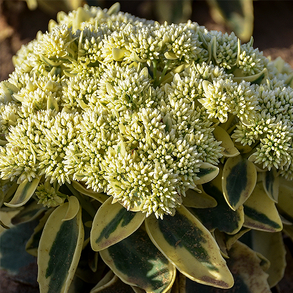 Frosted Fire Sedum image