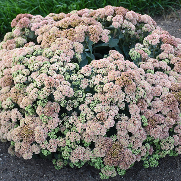 ROCK 'N GROW Coraljade Sedum image