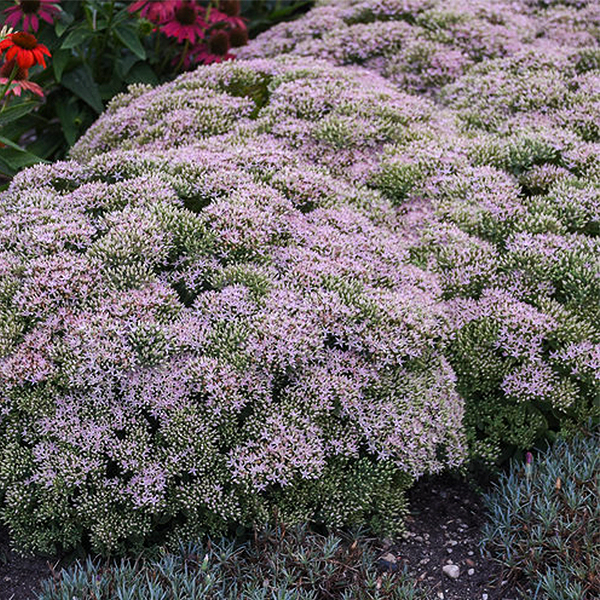 Rock 'N Round Pure Joy Sedum image