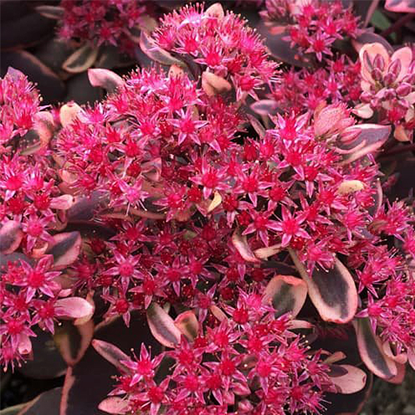 SUNSPARKLER Dream Dazzler Sedum image