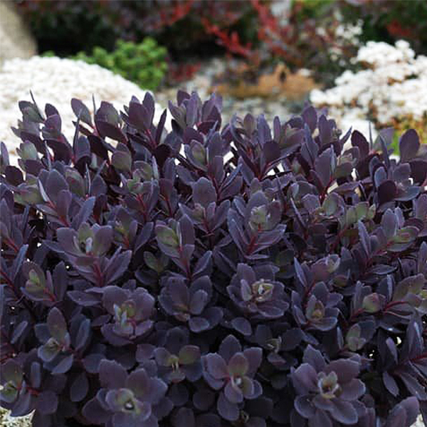 SUNSPARKLER Plum Dazzled Sedum image