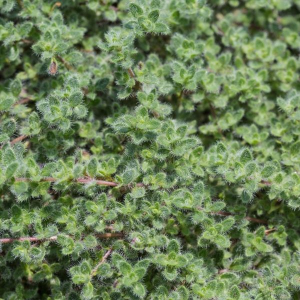 Woolly Thyme image