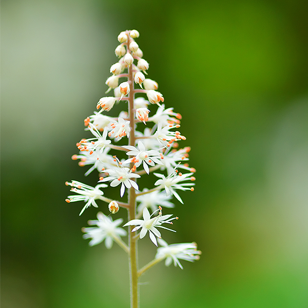 Tiarella cordifolia - Foam flower