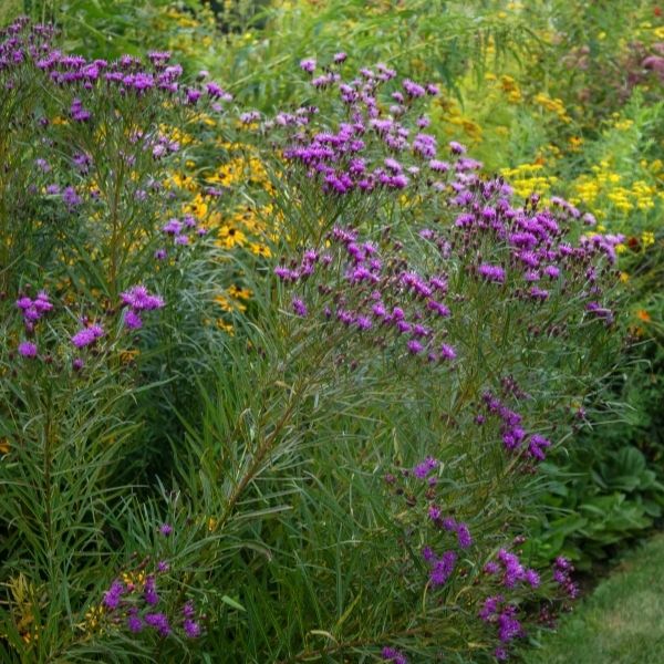 Iron Butterfly Ironweed image