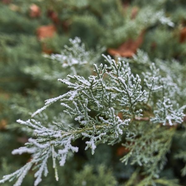 Moonglow Juniper image