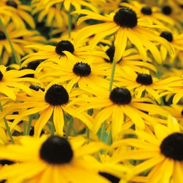 American Gold Rush Black-Eyed Susan image