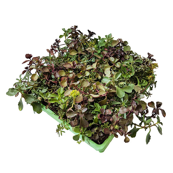 Sedum Mat image