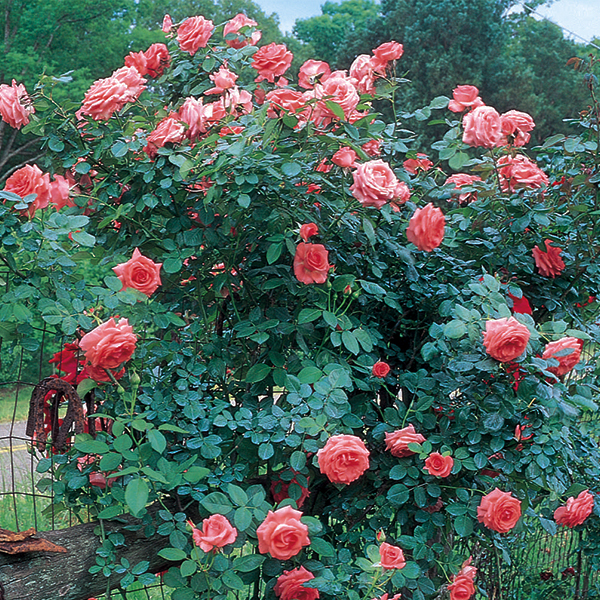America Climbing Rose image