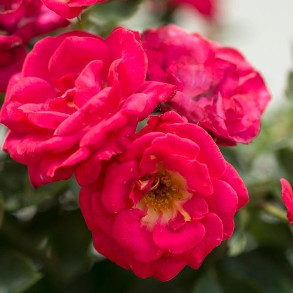 Cherry Sunblaze Miniature Rose image