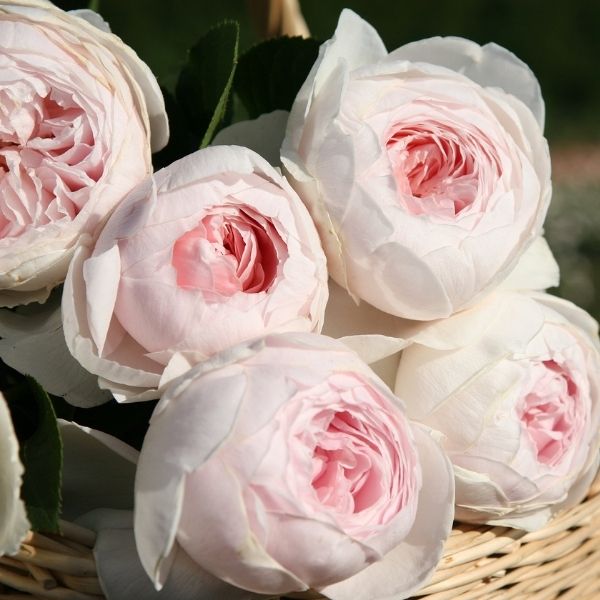 Earth Angel Parfuma Rose image