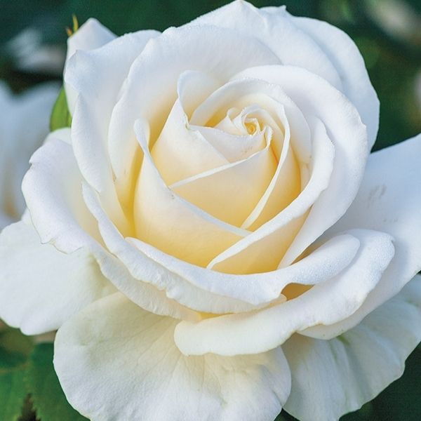 Easy Spirit Rose image