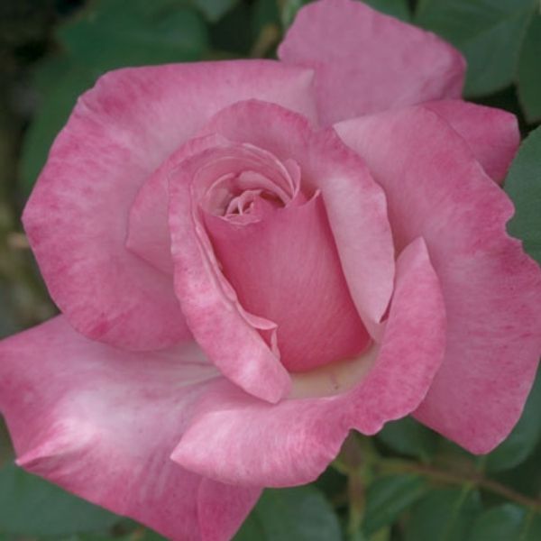 First Prize Hybrid Tea Rose image