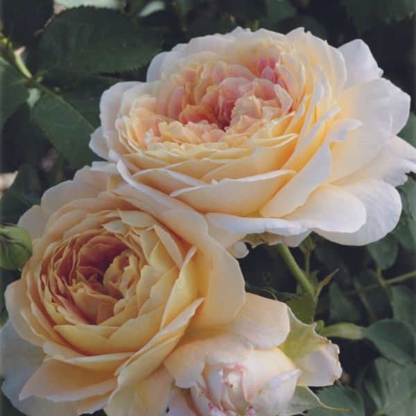 Fun in the Sun Rose image