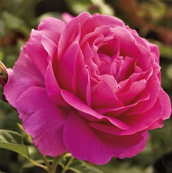 Grande Dame Rose image