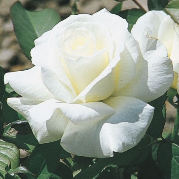 Honor Rose image