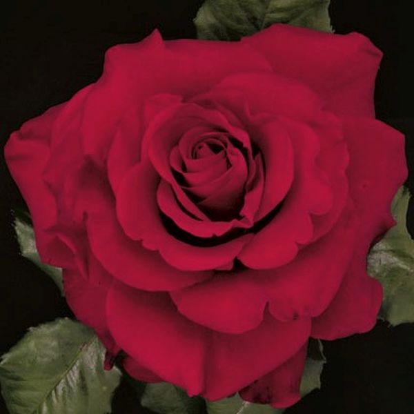 In the Mood Rose image