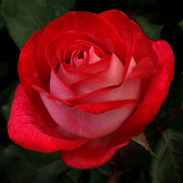 Love at First Sight Rose image