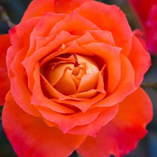 Mandarin Sunblaze Rose image