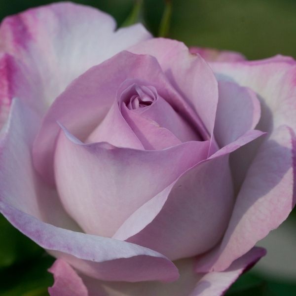 Nicole Carol Miller Rose image