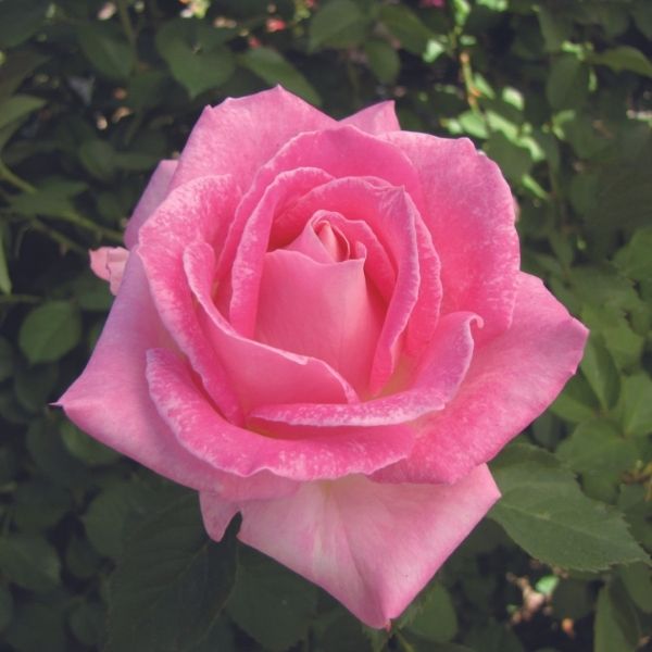Painted Porcelain Rose image
