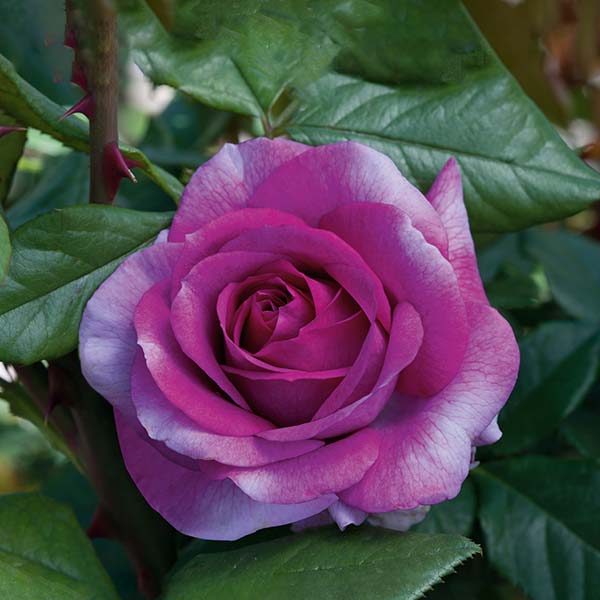 Perfume Factory Rose image