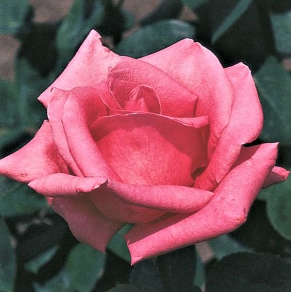 Pink Peace Rose image