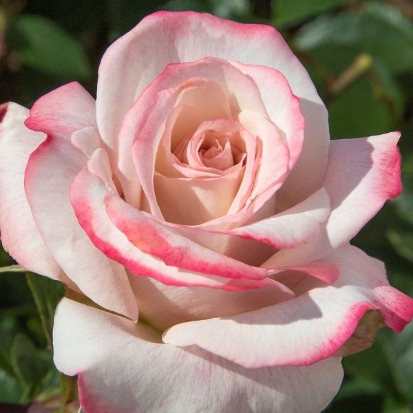Pinkerbelle Rose image
