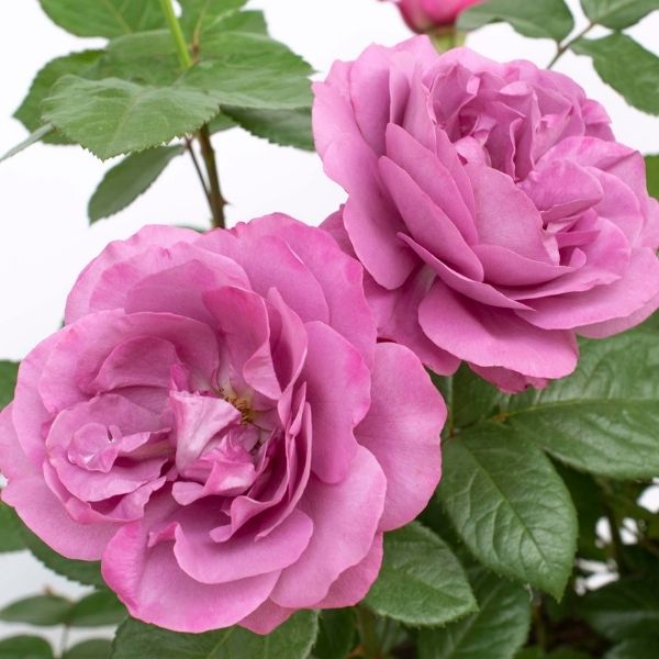Plum Perfect Sunbelt Rose image