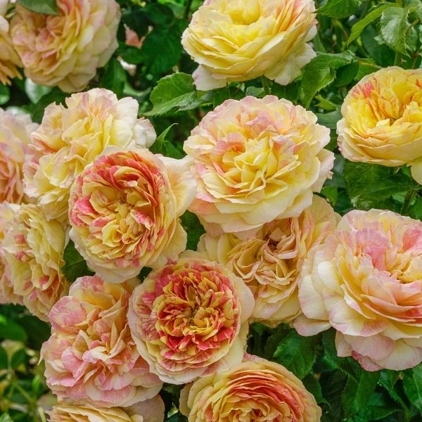 Pop Art Grandiflora Rose image