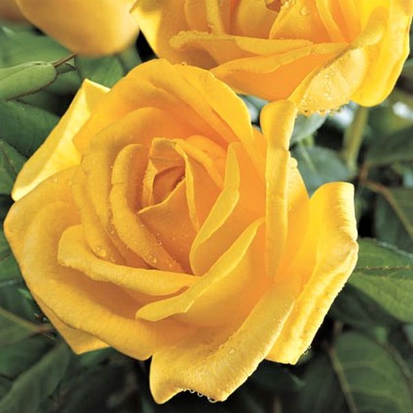 Radiant Perfume Rose image