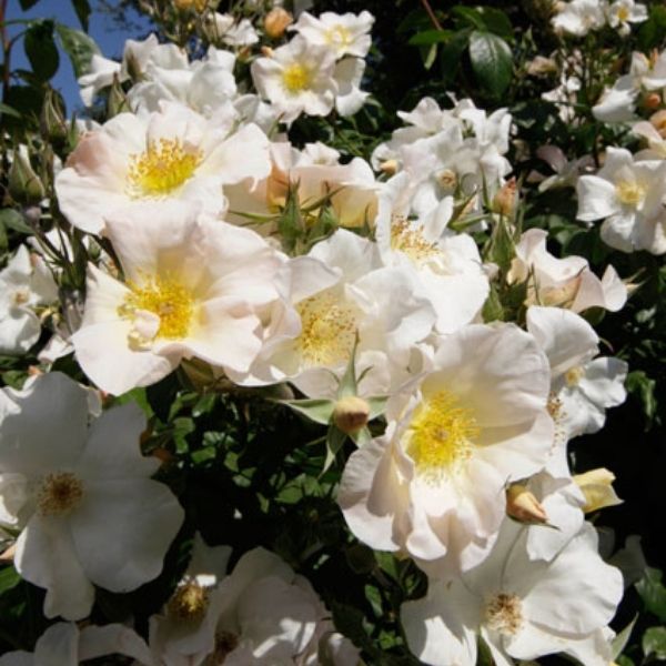 Sally Holmes Climbing Rose image