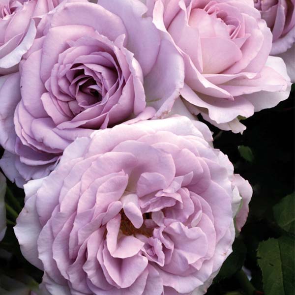 Silver Lining Rose image