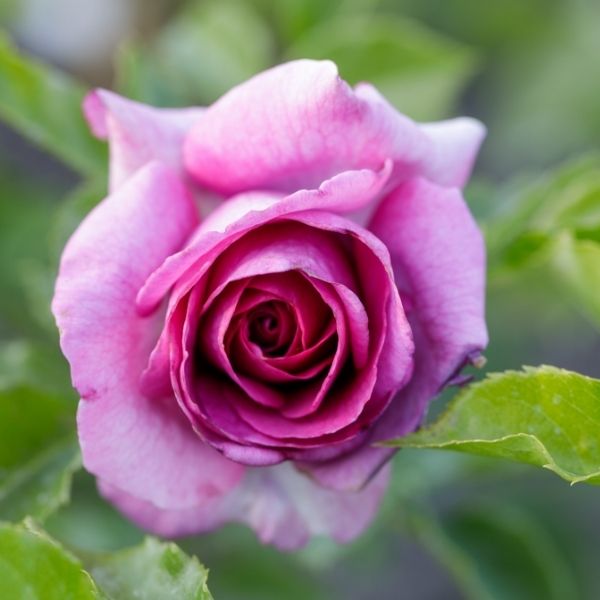 Sweet Madame Blue Rose image