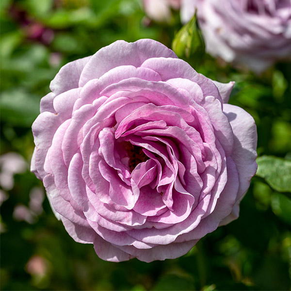 Violets Pride Rose Tree image