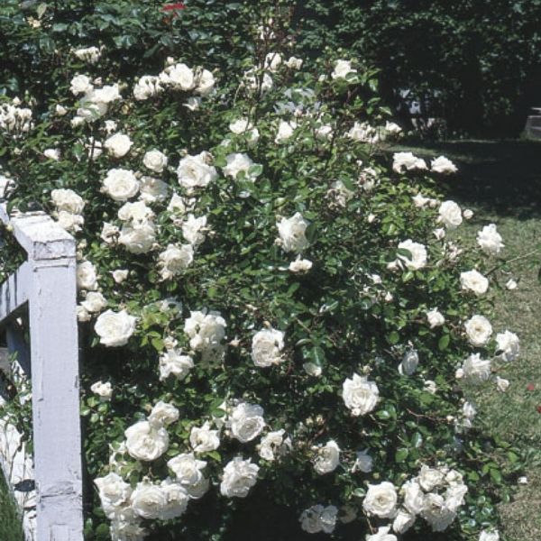 Climbing Rose White Dawn image