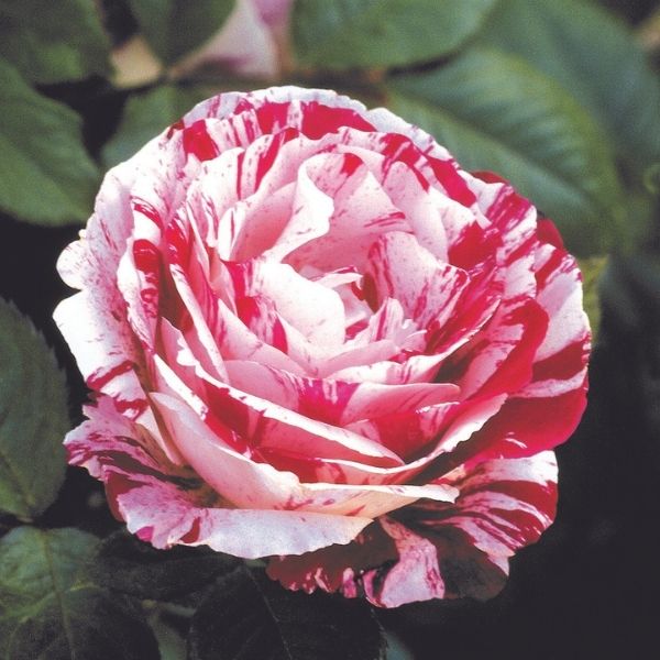Scentimental Rose Tree image
