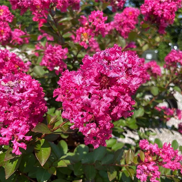 GreatMyrtle Cherry Delight Crape Myrtle Shrub image