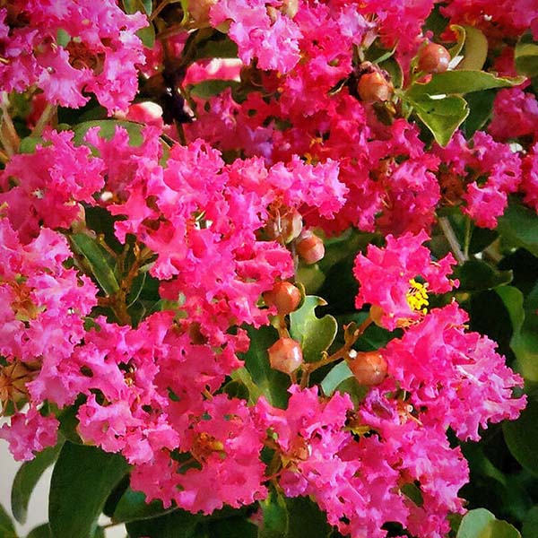 GreatMyrtle Red Velvet Crape Myrtle Shrub image