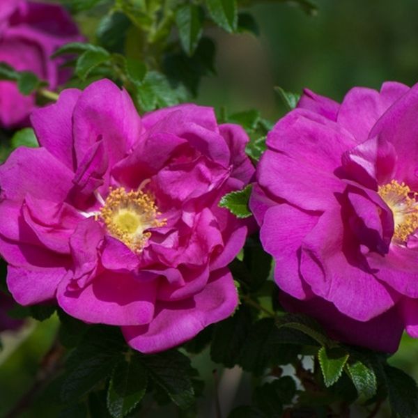 Purple Pavement Rose image