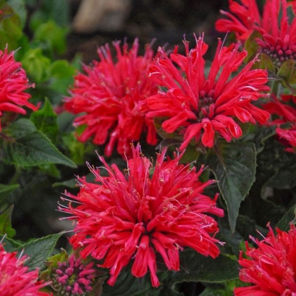 Pardon My Cerise Bee Balm image