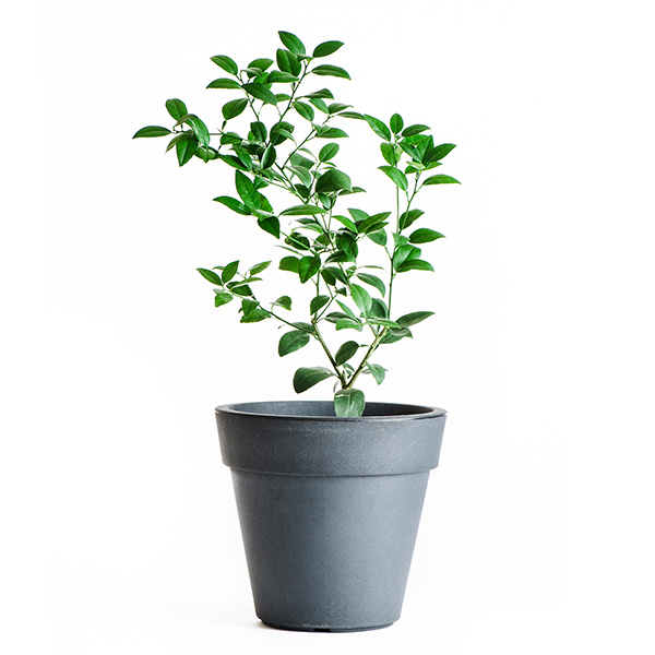 Key Limequat Tree image