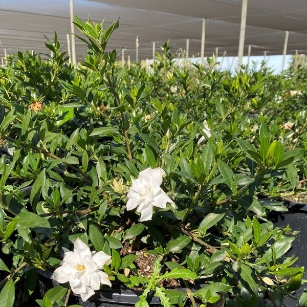 Everblooming Gardenia image