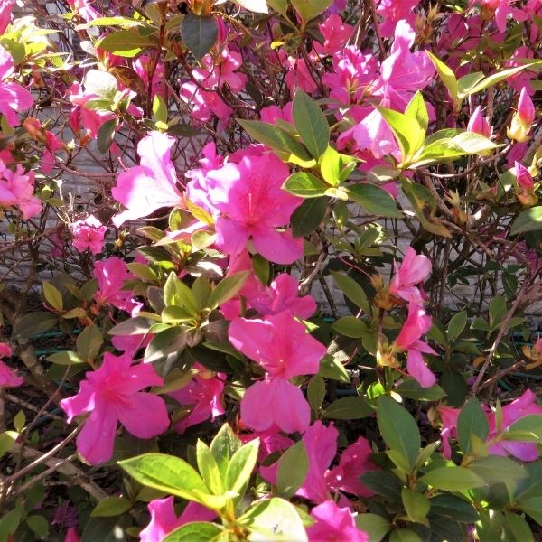 Southern Charm Azalea image
