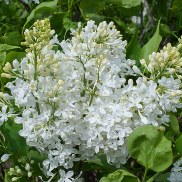 New Age White Lilac image