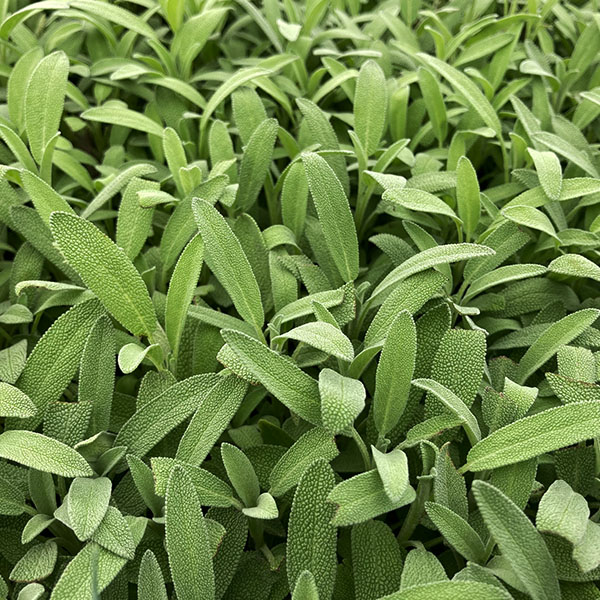 Robert Grimm Dwarf Culinary Sage image