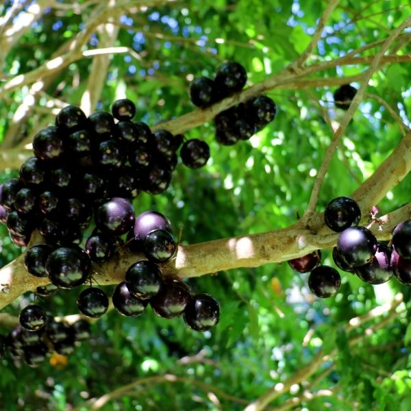 Jaboticaba Restinga Tree image