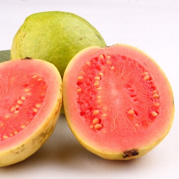 Barbie Pink Guava Tree image